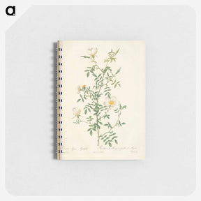 アートメモ帳-Rose illustration - ピエール ジョゼフ ルドゥーテ Memo.