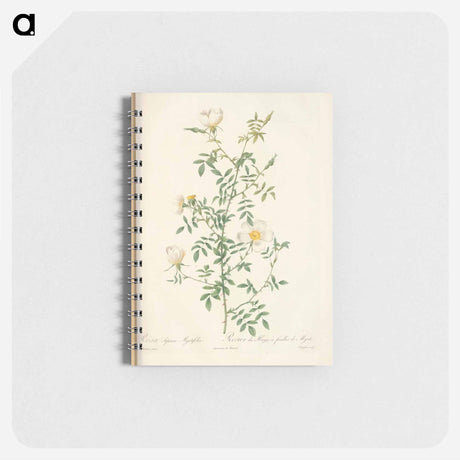 アートメモ帳-Rose illustration - ピエール ジョゼフ ルドゥーテ Memo.