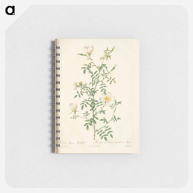 アートメモ帳-Rose illustration - ピエール ジョゼフ ルドゥーテ Memo.