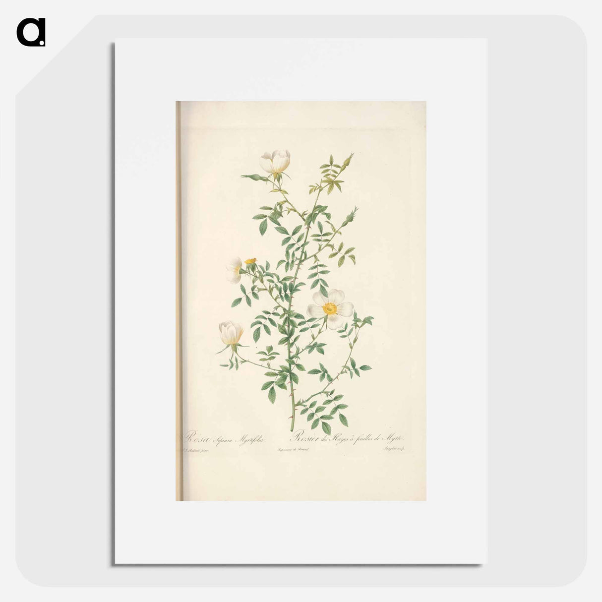 Rose illustration - Pierre Joseph Redouté Poster.