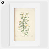 Rose illustration - Pierre Joseph Redouté Poster.