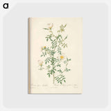 アートポストカード-Rose illustration - ピエール ジョゼフ ルドゥーテ Postcard.