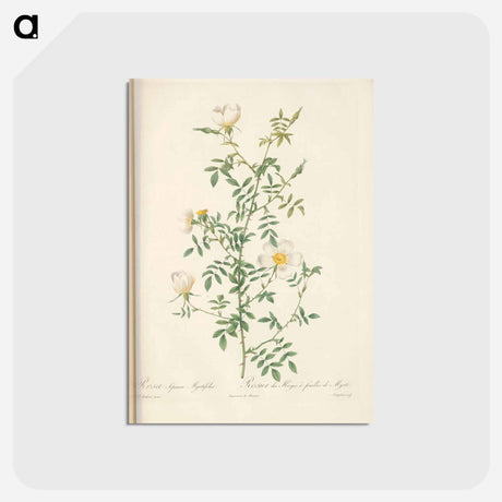 アートポストカード-Rose illustration - ピエール ジョゼフ ルドゥーテ Postcard.