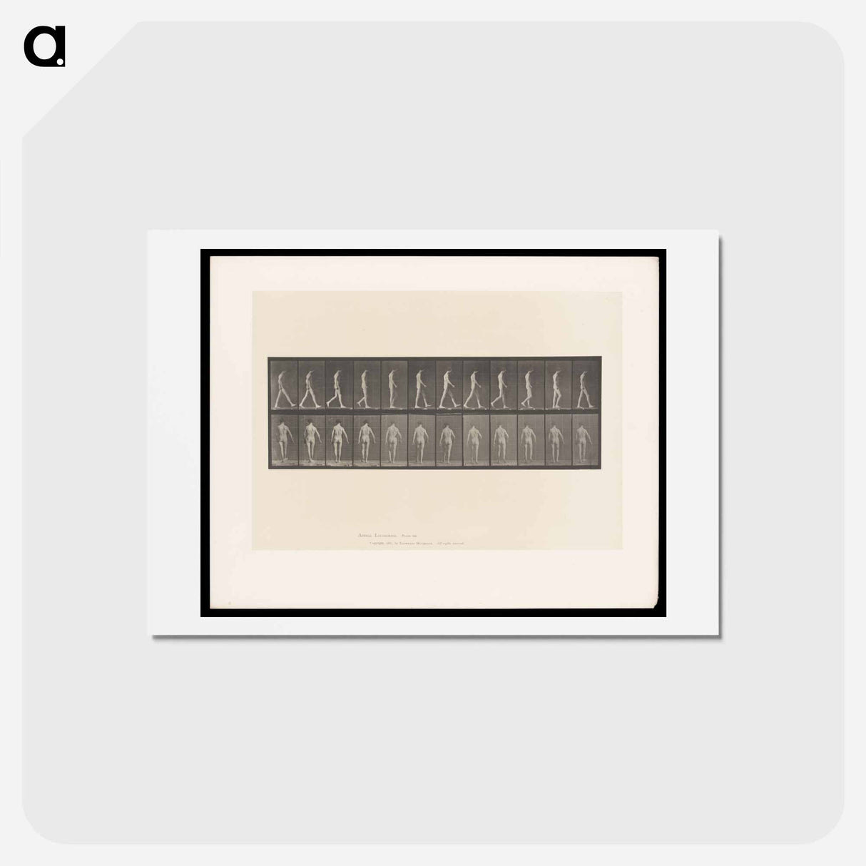 アートポストカード-Locomotor Ataxia
 - エドワード マイブリッジ Postcard.