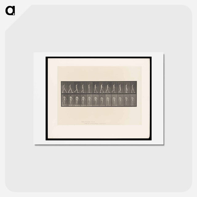 アートポストカード-Locomotor Ataxia
 - エドワード マイブリッジ Postcard.