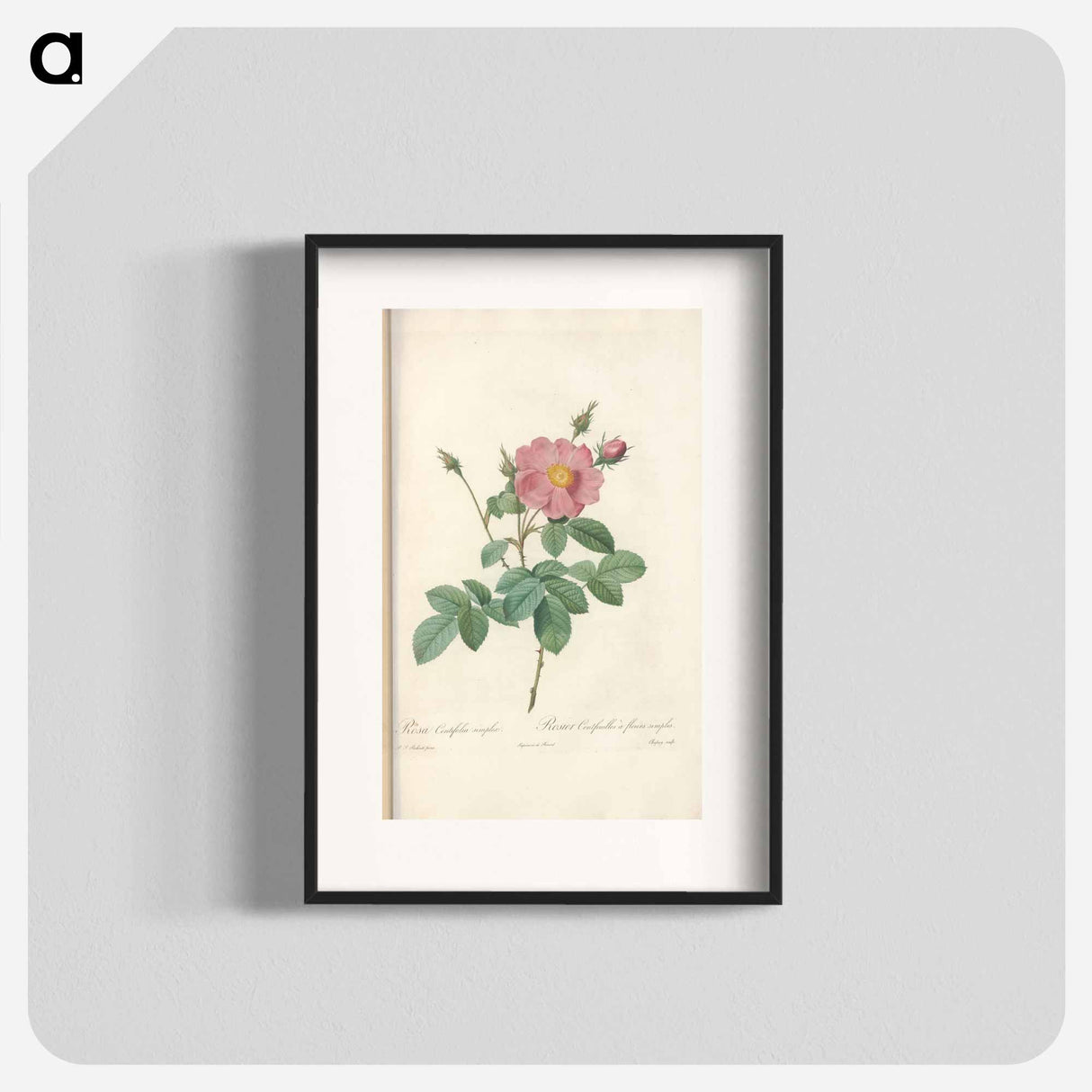 Rose illustration - Pierre Joseph Redouté Poster.