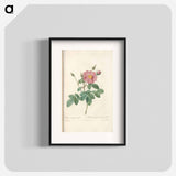 Rose illustration - Pierre Joseph Redouté Poster.