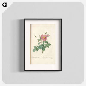 アートポスター-Rose illustration - ピエール ジョゼフ ルドゥーテ Poster.