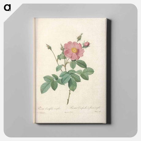 アートパネル-Rose illustration - ピエール ジョゼフ ルドゥーテ Canvas.