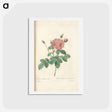 アートポストカード-Rose illustration - ピエール ジョゼフ ルドゥーテ Postcard.