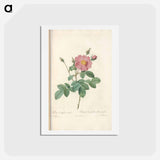 アートポストカード-Rose illustration - ピエール ジョゼフ ルドゥーテ Postcard.