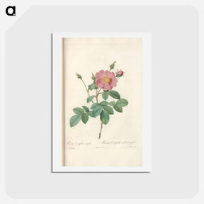 アートポストカード-Rose illustration - ピエール ジョゼフ ルドゥーテ Postcard.