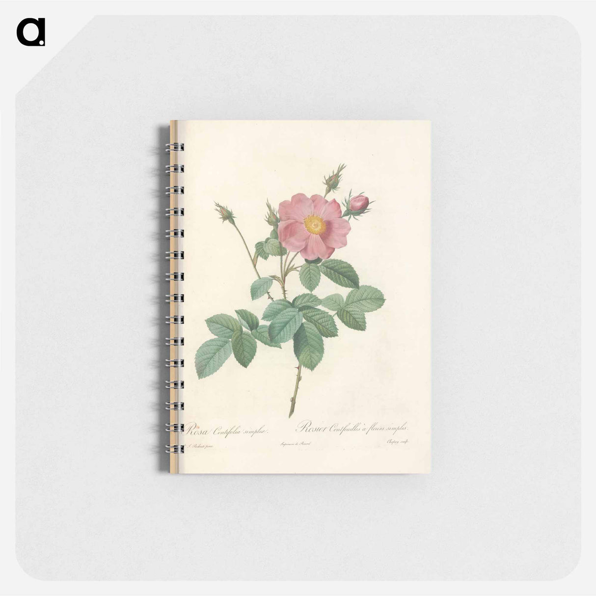 アートメモ帳-Rose illustration - ピエール ジョゼフ ルドゥーテ Memo.