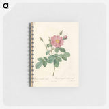 アートメモ帳-Rose illustration - ピエール ジョゼフ ルドゥーテ Memo.