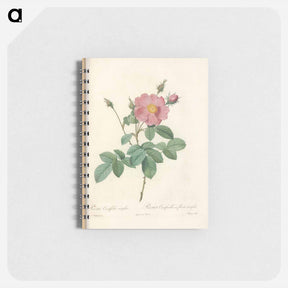 アートメモ帳-Rose illustration - ピエール ジョゼフ ルドゥーテ Memo.