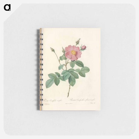 アートメモ帳-Rose illustration - ピエール ジョゼフ ルドゥーテ Memo.