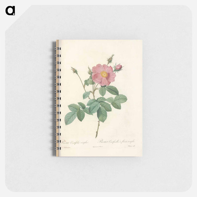 アートメモ帳-Rose illustration - ピエール ジョゼフ ルドゥーテ Memo.