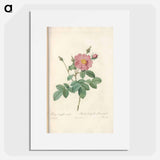 Rose illustration - Pierre Joseph Redouté Poster.