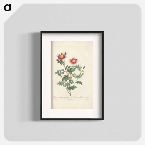 Rose illustration - ピエール ジョゼフ ルドゥーテ Poster.