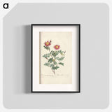 Rose illustration - Pierre Joseph Redouté Poster.