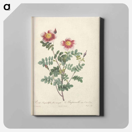アートパネル-Rose illustration - ピエール ジョゼフ ルドゥーテ Canvas.