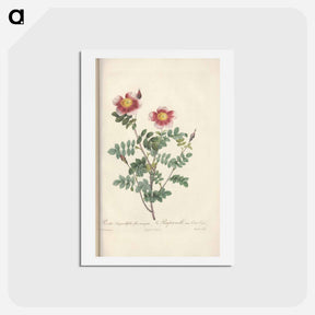 アートポストカード-Rose illustration - ピエール ジョゼフ ルドゥーテ Postcard.
