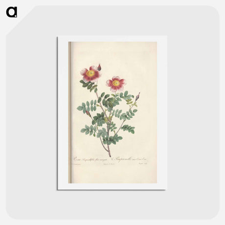 アートポストカード-Rose illustration - ピエール ジョゼフ ルドゥーテ Postcard.