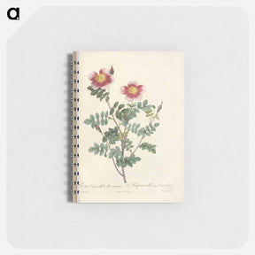 アートメモ帳-Rose illustration - ピエール ジョゼフ ルドゥーテ Memo.