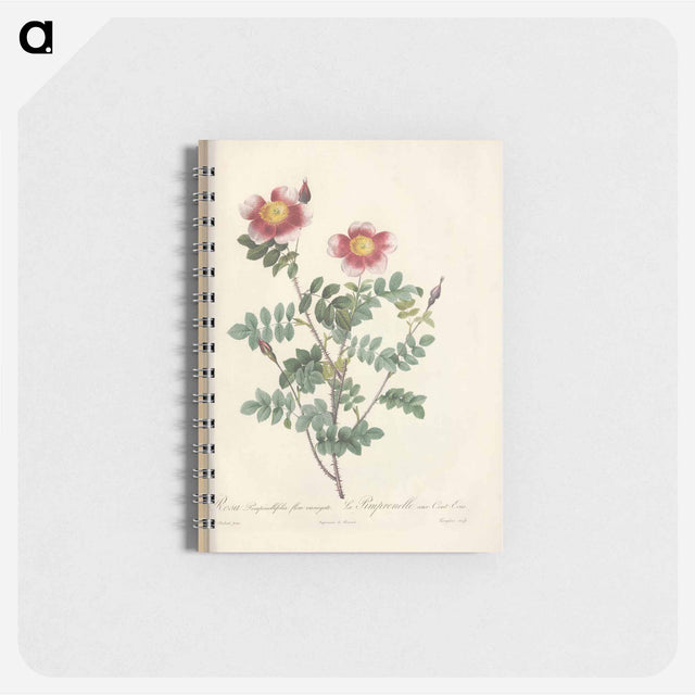 アートメモ帳-Rose illustration - ピエール ジョゼフ ルドゥーテ Memo.