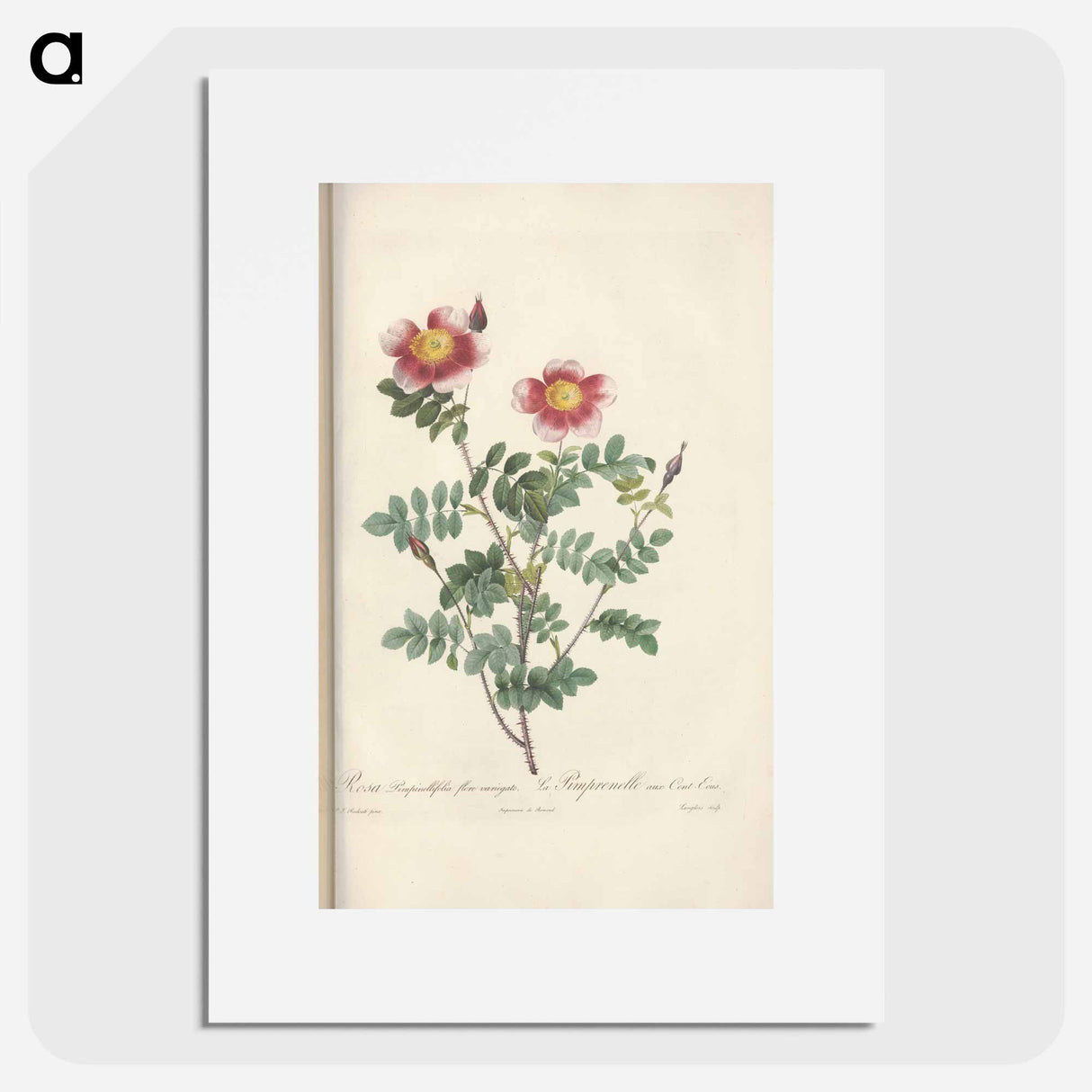 Rose illustration - Pierre Joseph Redouté Poster.