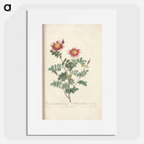 Rose illustration - Pierre Joseph Redouté Poster.