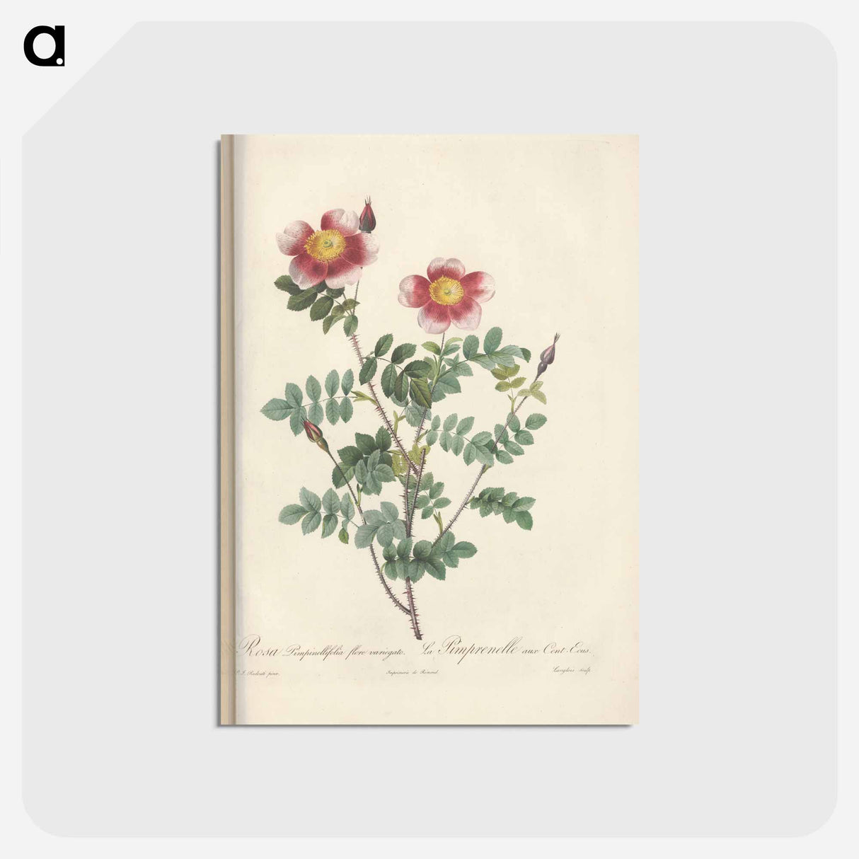 アートポストカード-Rose illustration - ピエール ジョゼフ ルドゥーテ Postcard.