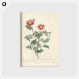 アートポストカード-Rose illustration - ピエール ジョゼフ ルドゥーテ Postcard.