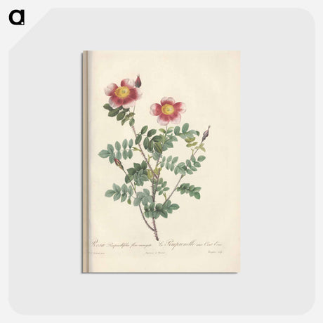 アートポストカード-Rose illustration - ピエール ジョゼフ ルドゥーテ Postcard.