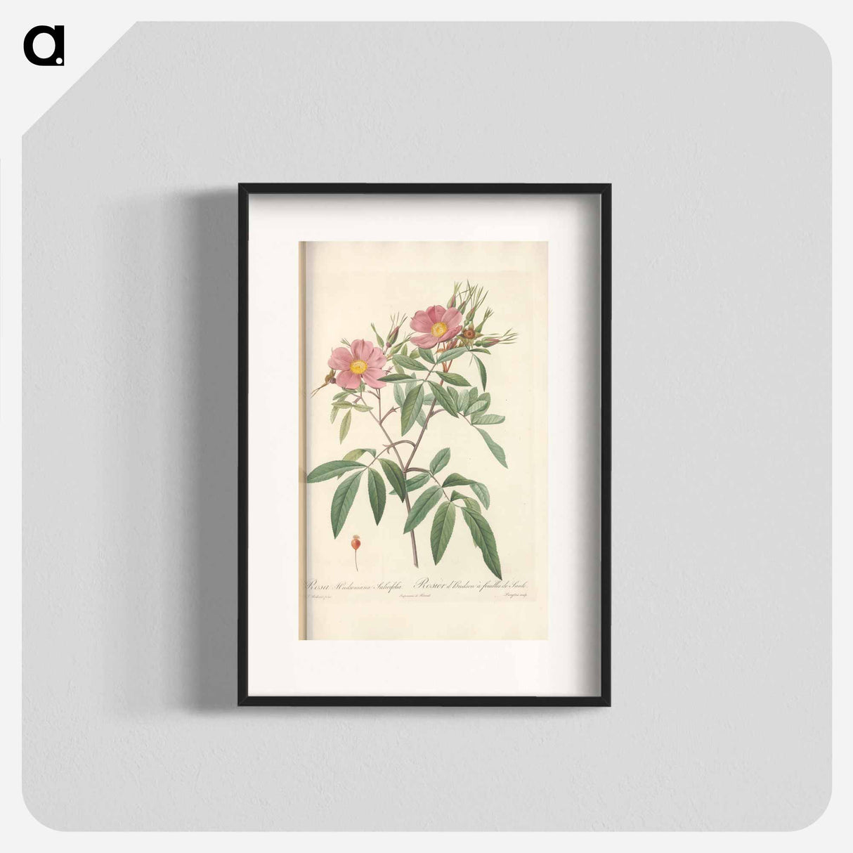 Rose illustration - Pierre Joseph Redouté Poster.