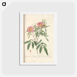 アートポストカード-Rose illustration - ピエール ジョゼフ ルドゥーテ Postcard.