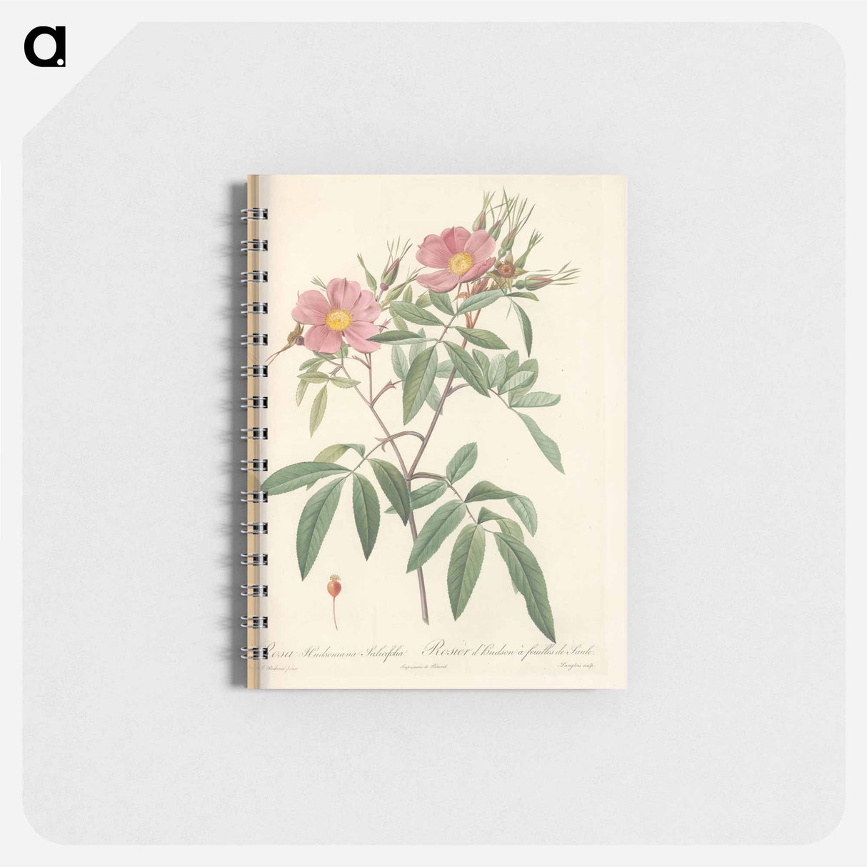 アートメモ帳-Rose illustration - ピエール ジョゼフ ルドゥーテ Memo.