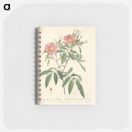 アートメモ帳-Rose illustration - ピエール ジョゼフ ルドゥーテ Memo.