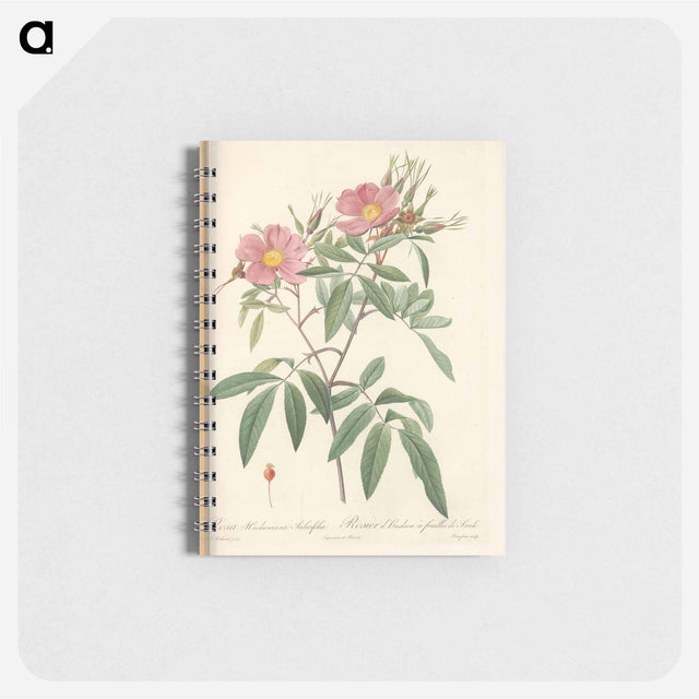 アートメモ帳-Rose illustration - ピエール ジョゼフ ルドゥーテ Memo.