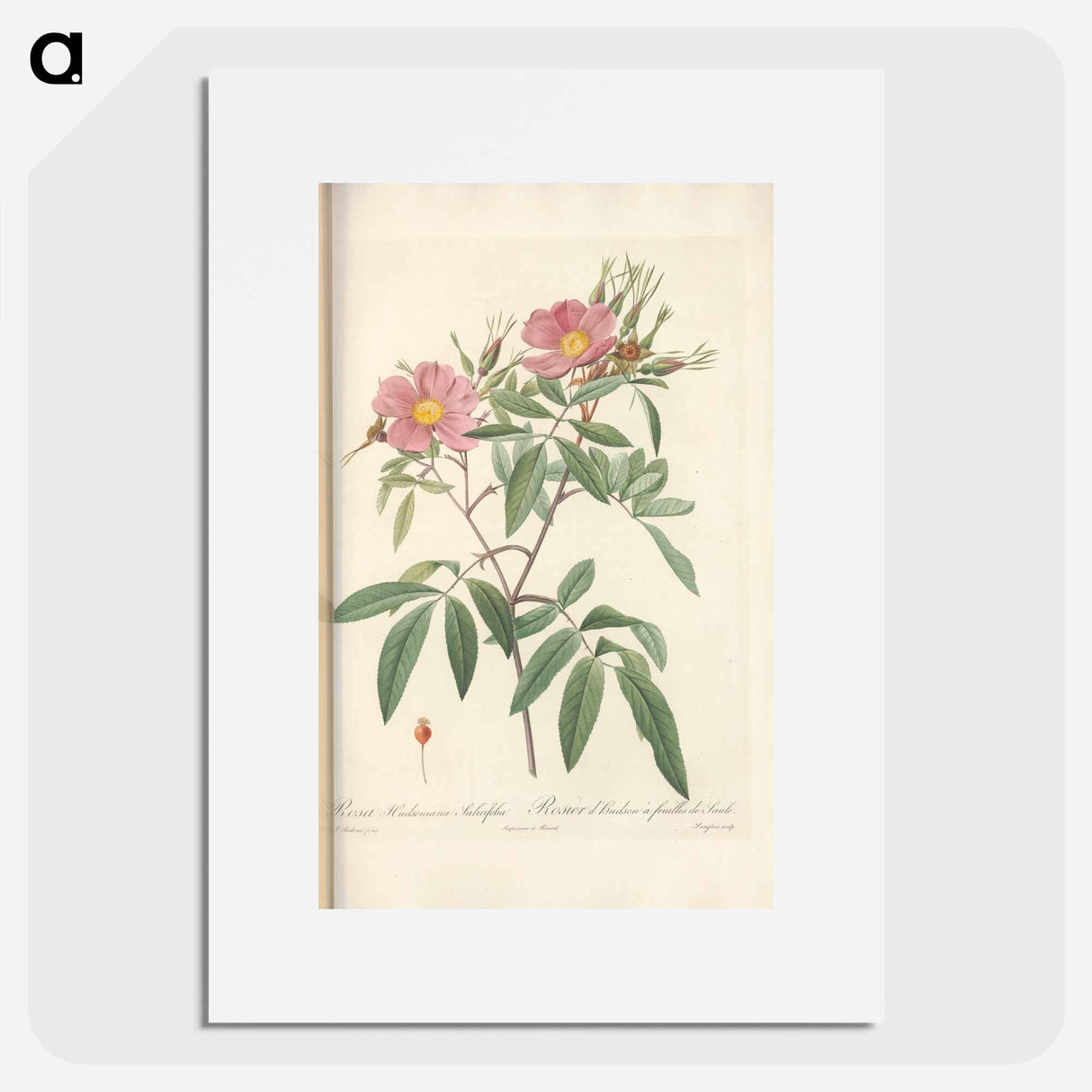 Rose illustration - Pierre Joseph Redouté Poster.
