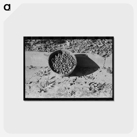 アートポストカード-Basketfull of Pecans
 - ラッセル リー Postcard.