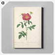 アートパネル-Rose illustration - ピエール ジョゼフ ルドゥーテ Canvas.