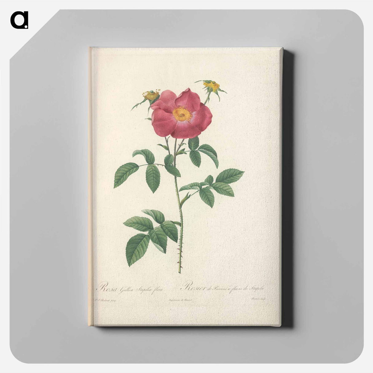 アートパネル-Rose illustration - ピエール ジョゼフ ルドゥーテ Canvas.