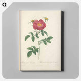 アートパネル-Rose illustration - ピエール ジョゼフ ルドゥーテ Canvas.