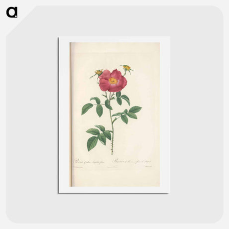 アートポストカード-Rose illustration - ピエール ジョゼフ ルドゥーテ Postcard.