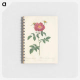 アートメモ帳-Rose illustration - ピエール ジョゼフ ルドゥーテ Memo.