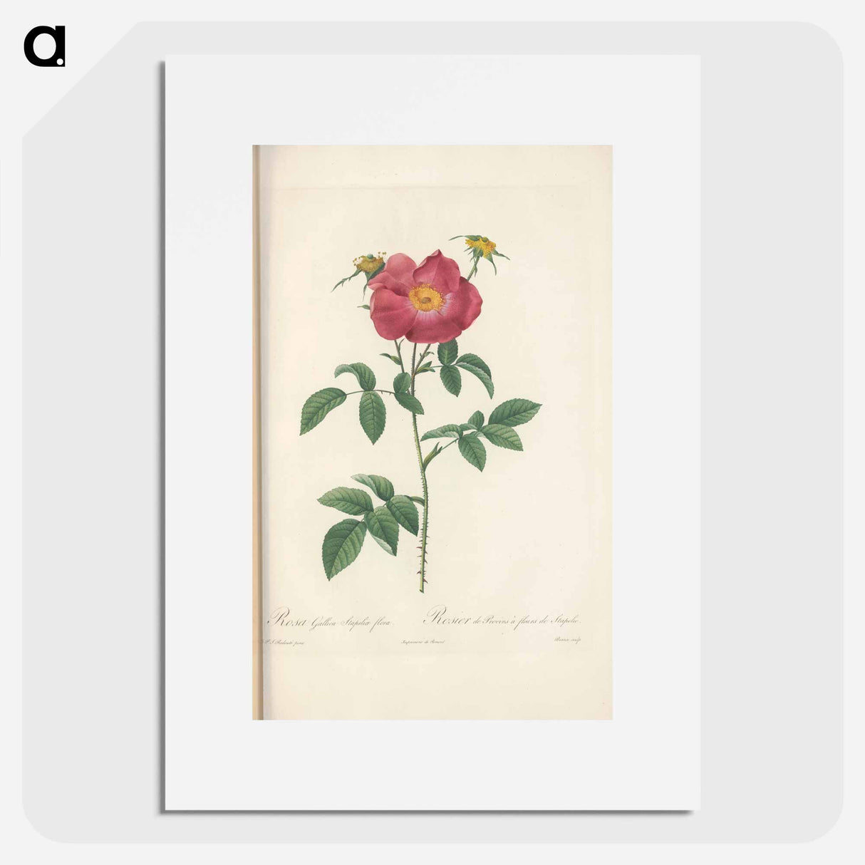 Rose illustration - Pierre Joseph Redouté Poster.