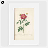Rose illustration - Pierre Joseph Redouté Poster.