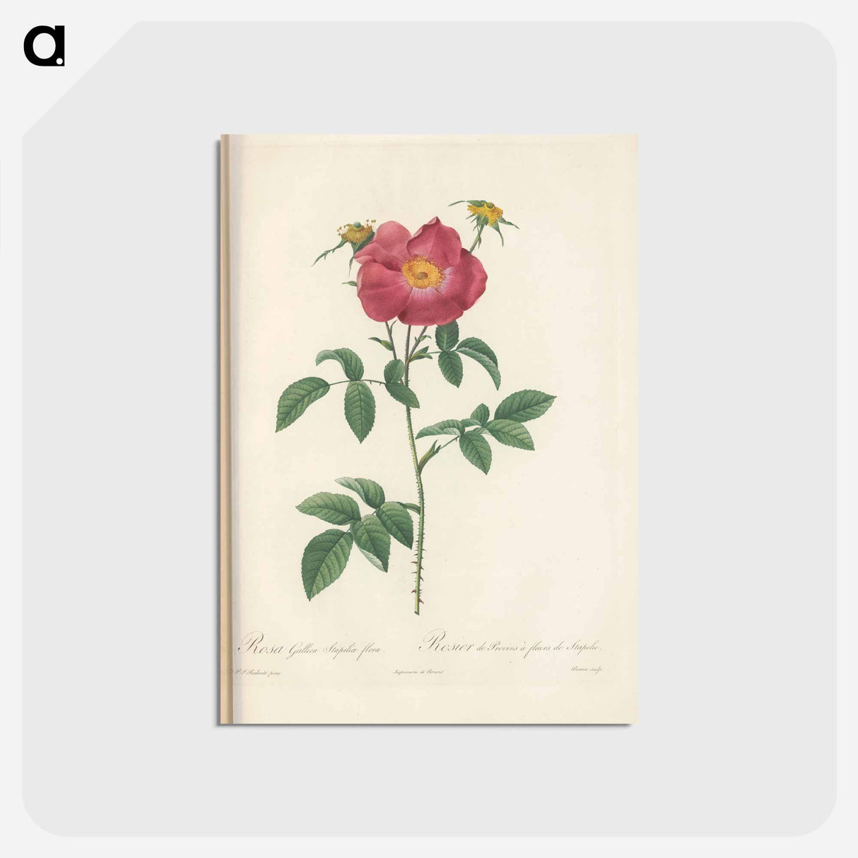 アートポストカード-Rose illustration - ピエール ジョゼフ ルドゥーテ Postcard.