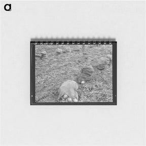 アートメモ帳-Onions - ドロテア ラング Memo.